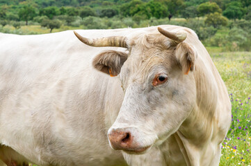 Curious Gaze: Portrait of a White Cow Observing the Camera.