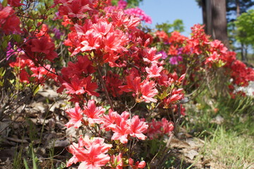 Fototapeta na wymiar flower Red