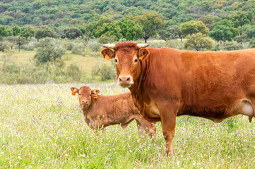 Maternal Bond: Portrait of a Limousin Cow and Her Calf in a Flourishing Field.