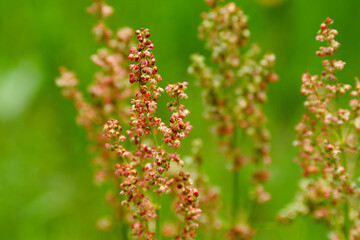 close up of a wildflower