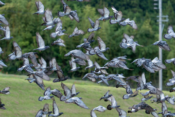 鳩の群れ