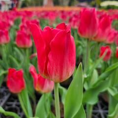 Pinkish red tulips in Zhongshe Flower Farm in Taichung City, Taiwan.