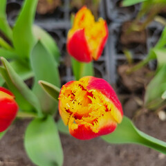 Dark orange and yellow fringed tulips in Zhongshe Flower Farm in Taichung City, Taiwan.