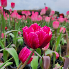Dark pink double early  tulips in Zhongshe Flower Farm in Taichung City, Taiwan.