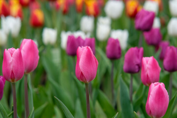 White and pink tulips in Zhongshe Flower Farm in Taichung City, Taiwan.