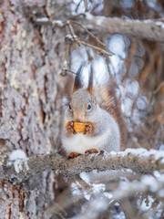 The squirrel with nut sits on tree in the winter or late autumn