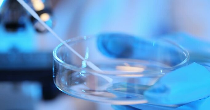 Scientist using a sterile swab to collect a bacterial sample in a petri dish