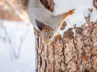 Squirrel in winter sits on a tree trunk with snow
