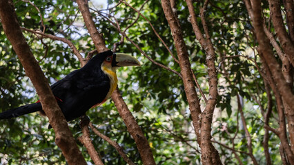 Fototapeta premium A bright tropical bird Ramphastos dicolorus green-billed toucan sits on a tree branch among the foliage. Black with yellow and red plumage, large green beak, blue eyes. Brazil. Bird Park. 