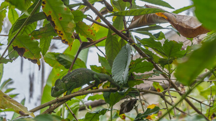 A bright green chameleon lurked on a tree branch among the foliage. Pimply skin with spines on the back. Madagascar. Kennel reptiles Peyriyar © Вера 