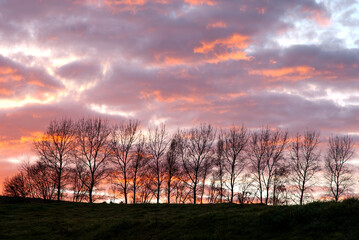 Obraz premium Australian landscape showing beautiful pink winter sunset on clouds over field with bare trees in silhouette. Dark foreground. Rural. No people.