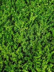 Naklejka premium 녹색 잎사귀 배경, 식물, 봄