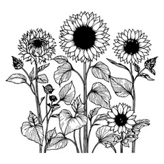 a line art sunflower