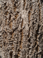 Texture of the bark of old maple tree