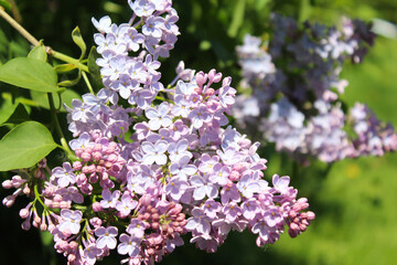 flowers on a branch, beautiful lilac flowers on blurred background, spring concept, flowers in spring, 