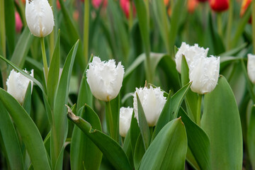 White fringed tulips in Zhongshe Flower Farm in Taichung City, Taiwan.