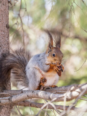 The squirrel with nut sits on a branches in the spring or summer.