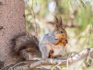 The squirrel with nut sits on a branches in the spring or summer.