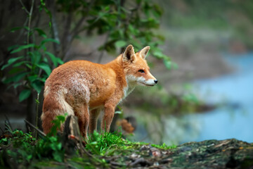 Obraz premium Red fox standing in a forest by water
