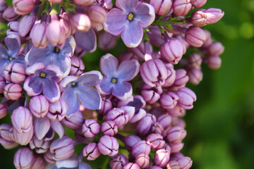 Naklejka na ściany i meble beautiful lilac flowers on blurred background, spring concept, flowers in spring