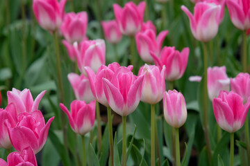 White and pink tulips in Zhongshe Flower Farm in Taichung City, Taiwan.