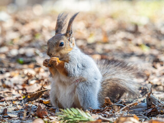 Squirrel in autumn or spring with nut on the green grass with fallen yellow leaves