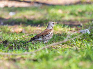 Wood bird Fieldfare, Turdus pilaris, on a sprng lawn.