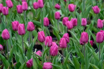 Pink tulips in Zhongshe Flower Market, Taichung Taiwan.