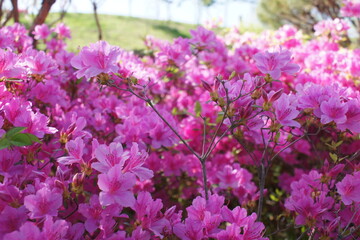 flower pink