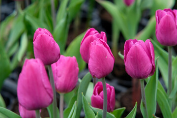 Fototapeta premium Pink tulips in Zhongshe Flower Market, Taichung Taiwan.