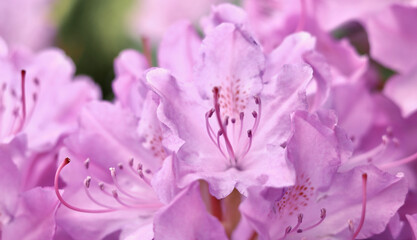 Pink Rhododendron flower petals. Floral background