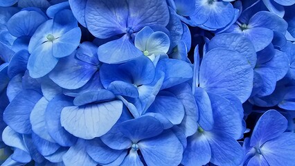 blue hydrangea flower background, blooming 