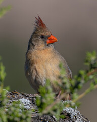 Female Cardinal