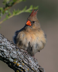 Female Cardinal