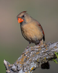 Female Cardinal