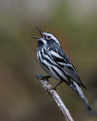 Black and White Warbler