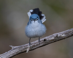 Blue-gray Gnatcatcher