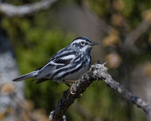 Black and White Warbler