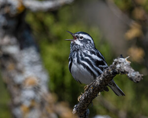 Black and White Warbler