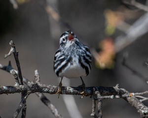 Black and White Warbler