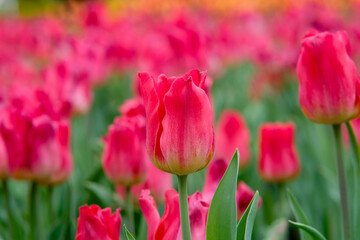 Pinkish red tulips in Zhongshe Flower Farm in Taichung City, Taiwan.