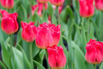 Pinkish red tulips in Zhongshe Flower Farm in Taichung City, Taiwan.