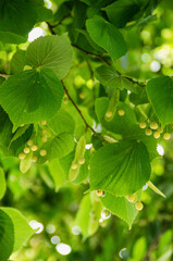 Southern Urals, the fruits of the small-leaved linden (Tilia cordata).