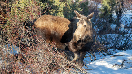 One moose cow during golden hour in Denali National Park in Alaska United States