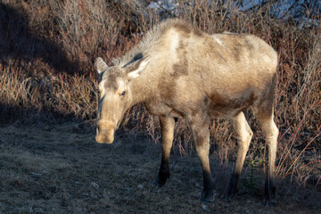 Moose cow during golden hour in Denali National Park in Alaska United States