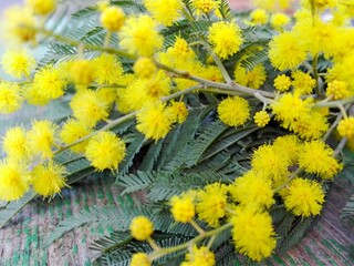 Mimosa (silver wattle) branch on green cracked wooden background. Spring tree flowers on rustic...