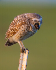 Burrowing Owl in SW Oklahoma coughing up a pellet
