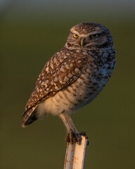 Burrowing Owl in SW Oklahoma