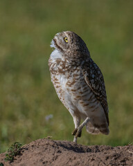 Burrowing Owl in SW Oklahoma