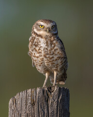 Burrowing Owl in SW Oklahoma